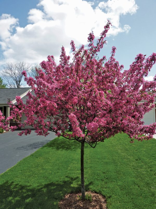 Crab apple tree