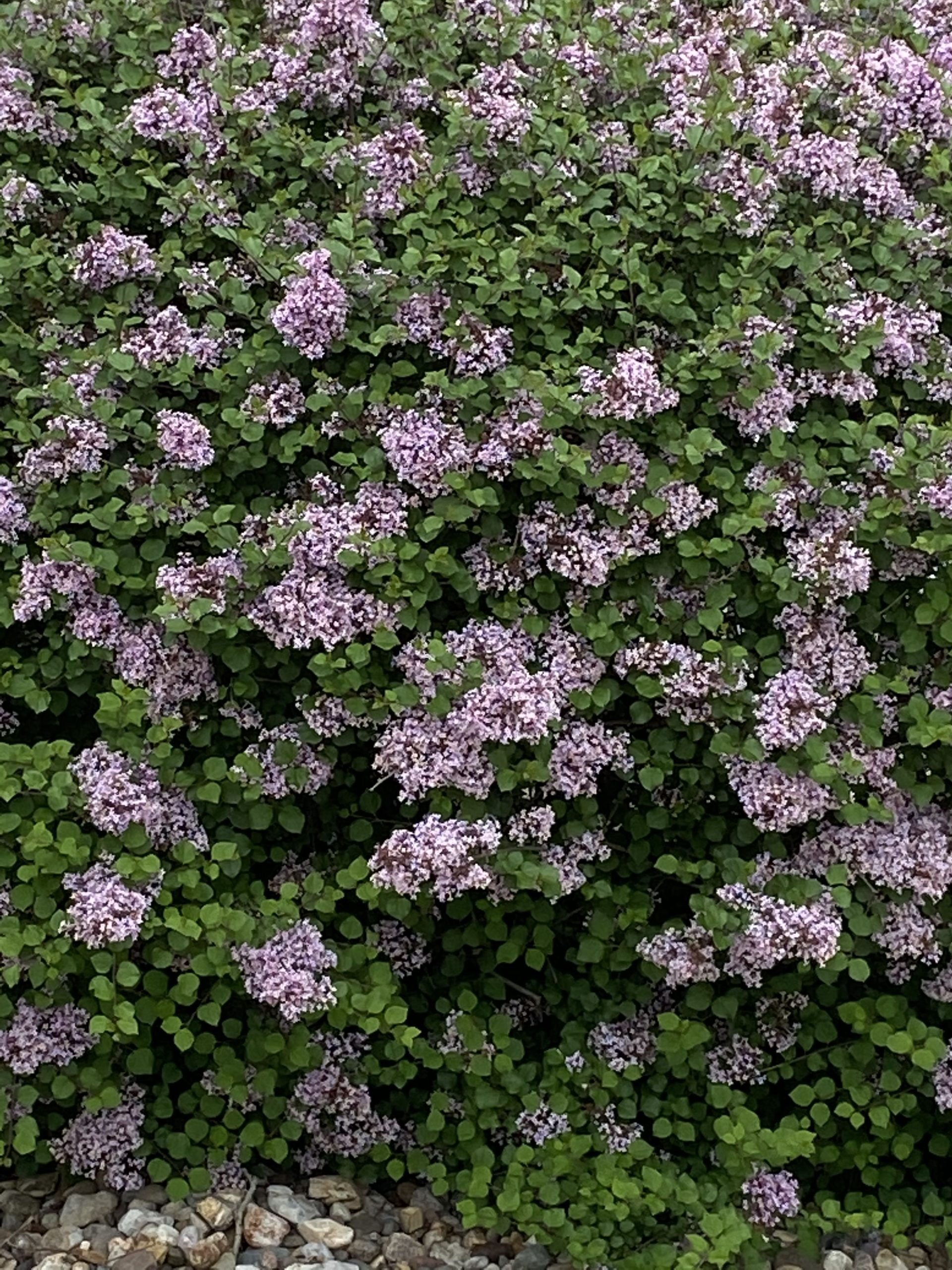 Lilac planting and care pro tips - Full Features Landscape & Garden Center