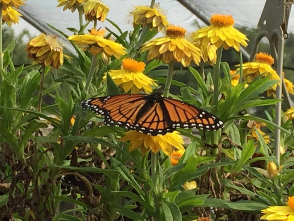 Yellow coneflowers in a hanging basket with a golden and black monarch butterfly lighted on them. Illustration only. No text.