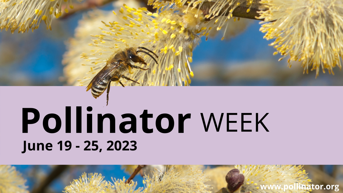 A photo of a bee on a yellow flower to promote Pollinator Week June 19-25, 2023. Pollinator.org website in text.