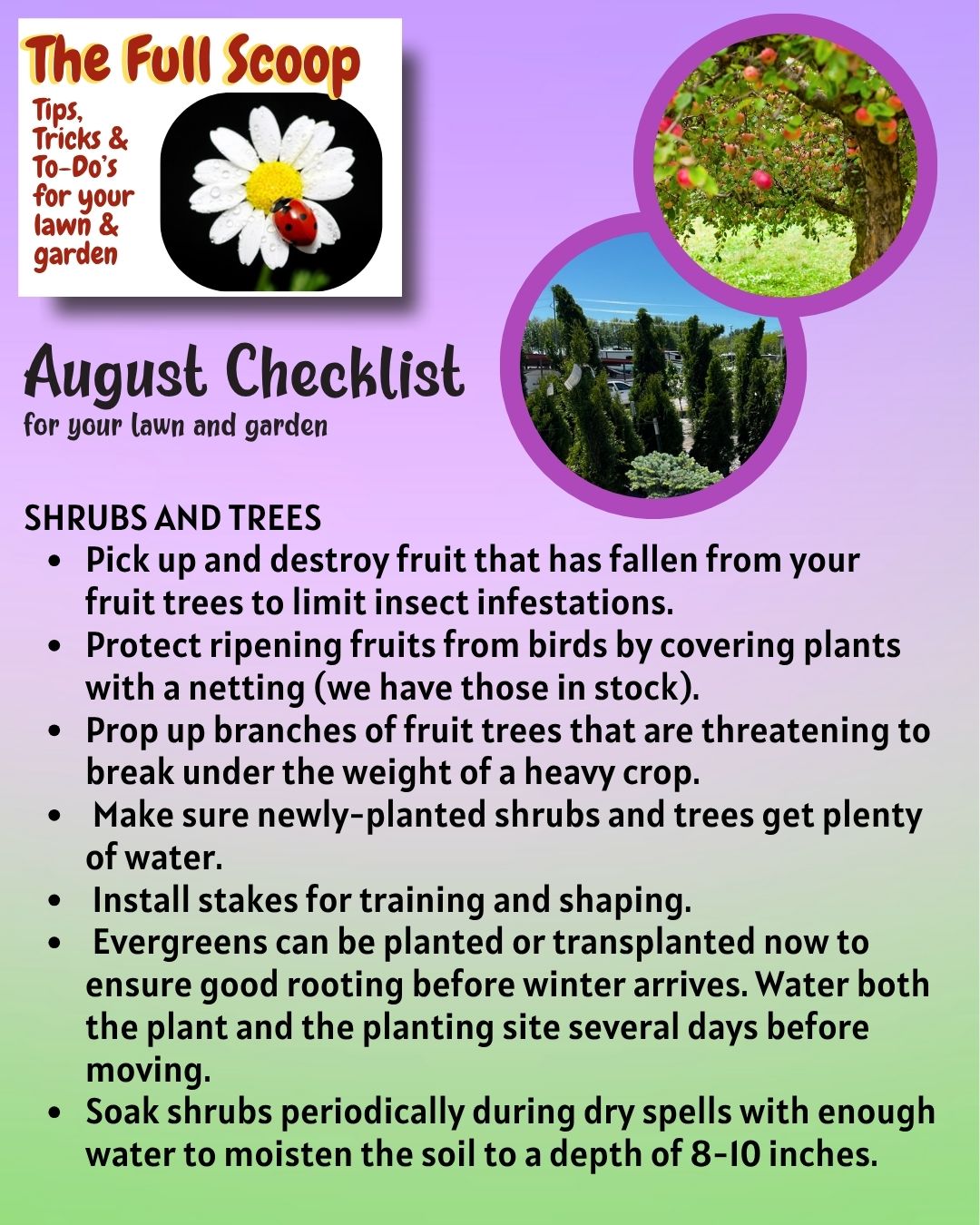 A graphic that has photos of an apple tree with apples, evergreen trees, and The Full Scoop logo. Content includes tips and tricks for what you should be doing in August for your trees and shrubs.