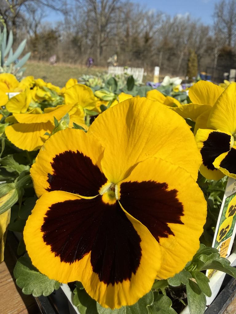 Yellow and purple pansies in bloom. Start this growing season off right