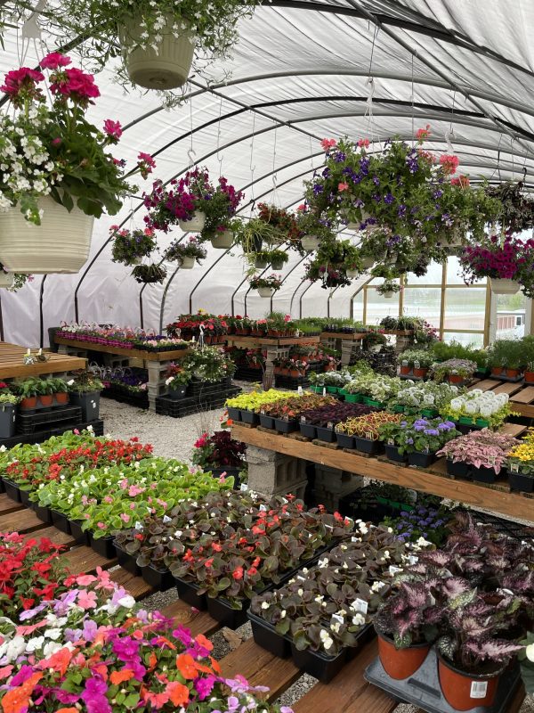 Annual plants and hanging baskets inside the greenhouse at Full Features Landscape and Garden Center in Smithville, MO.