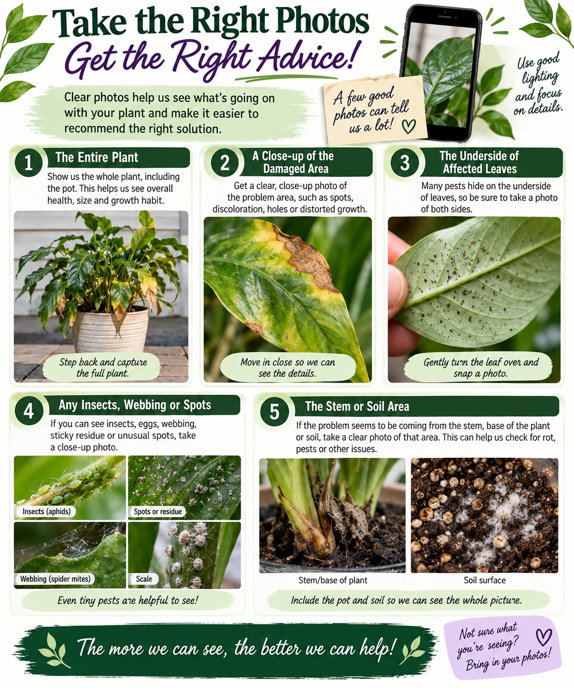 “Infographic titled ‘Take the Right Photos, Get the Right Advice!’ showing five types of photos to take when a plant has a problem: the entire plant including the pot, a close-up of the damaged area, the underside of affected leaves, visible insects, webbing or spots, and the stem, plant base or soil area. Examples show plant damage, aphids, spider mite webbing, scale and soil problems. The graphic emphasizes using good lighting and focus and concludes, ‘The more we can see, the better we can help!’”